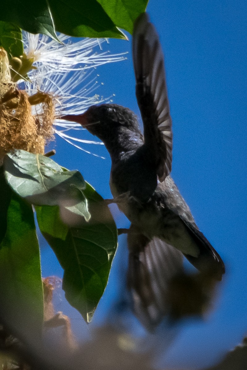 Sombre Hummingbird - ML622655212