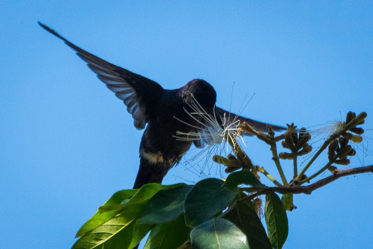 Sombre Hummingbird - ML622655230