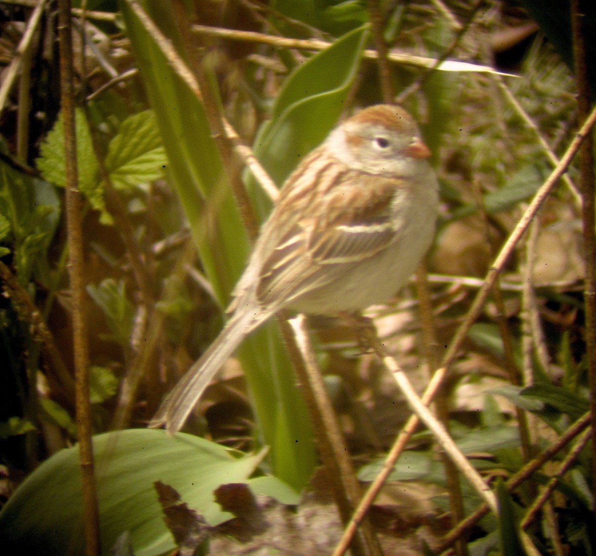 Field Sparrow - ML622655240