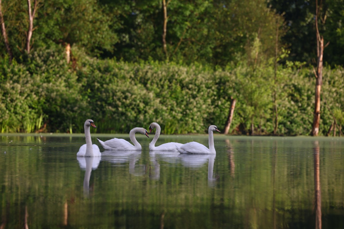 Mute Swan - Steffen Haußmann