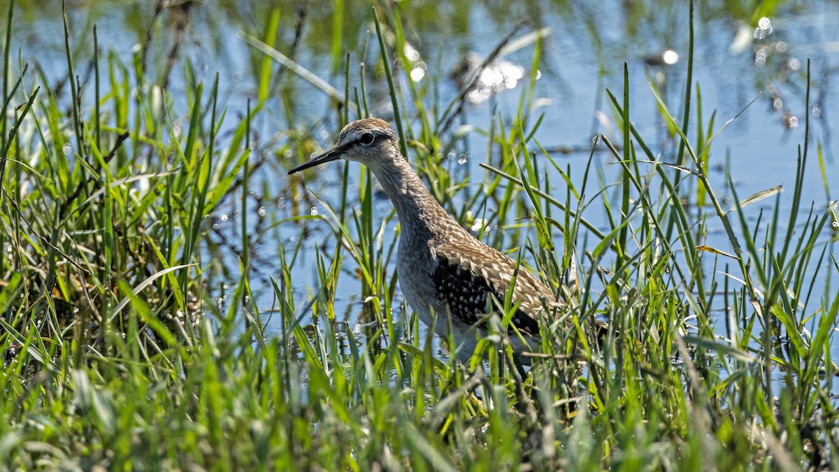 Wood Sandpiper - Korhan Urgup