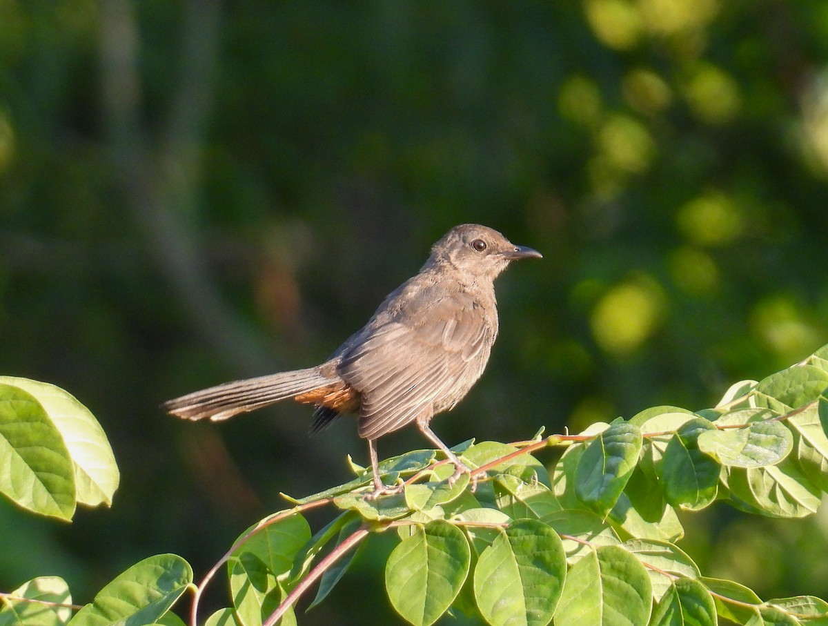 Gray Catbird - Sarah Dougherty