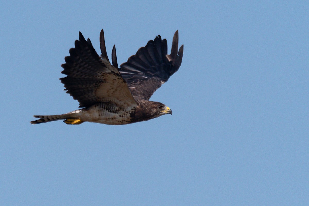 Swainson's Hawk - Richard Rulander