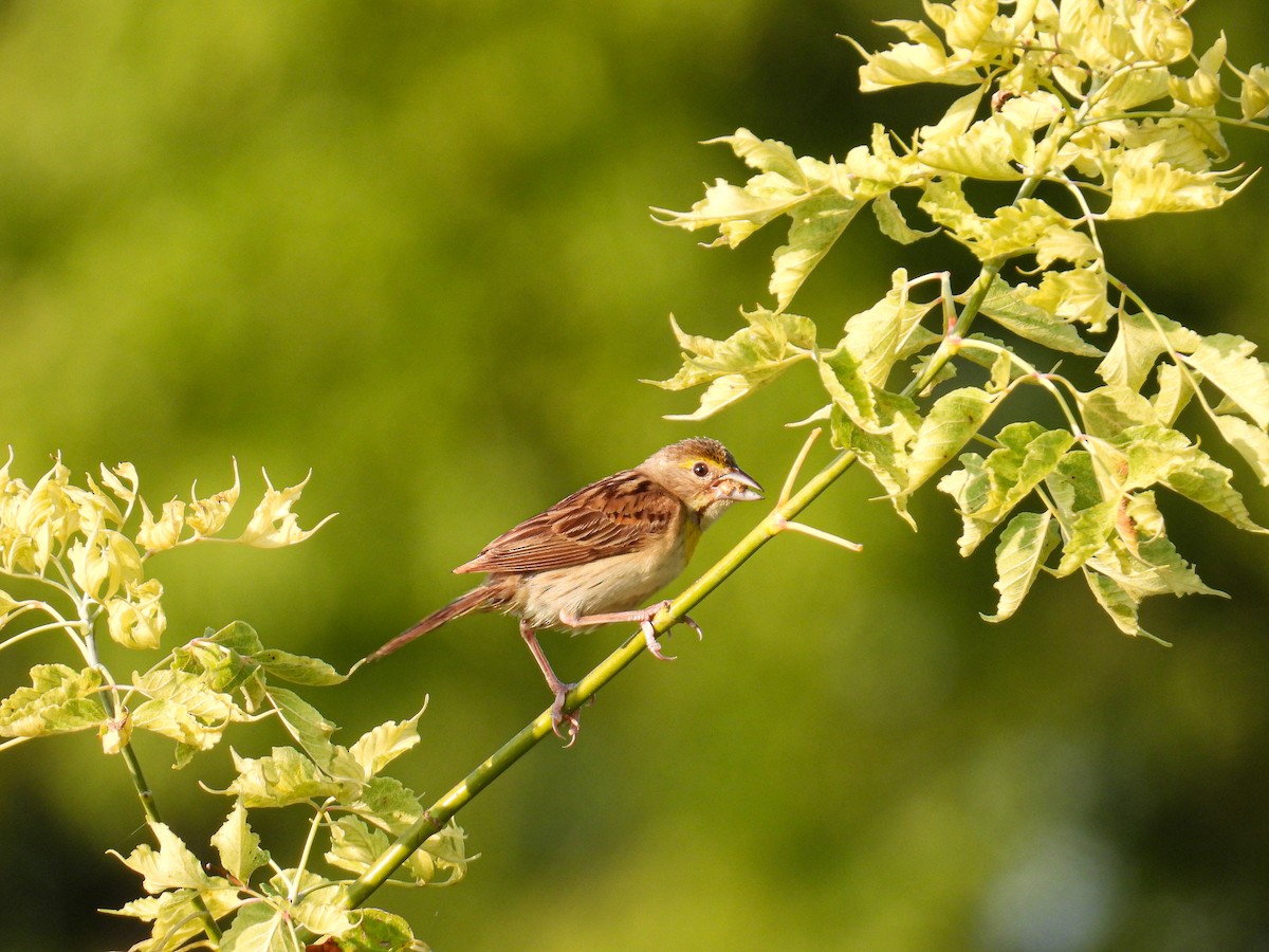 Dickcissel - Sarah Dougherty