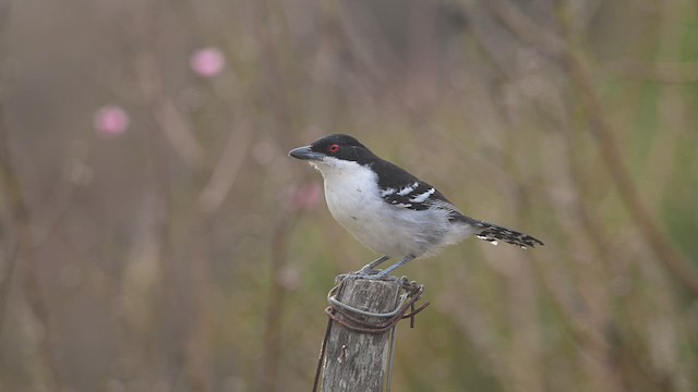 Great Antshrike - ML622655315