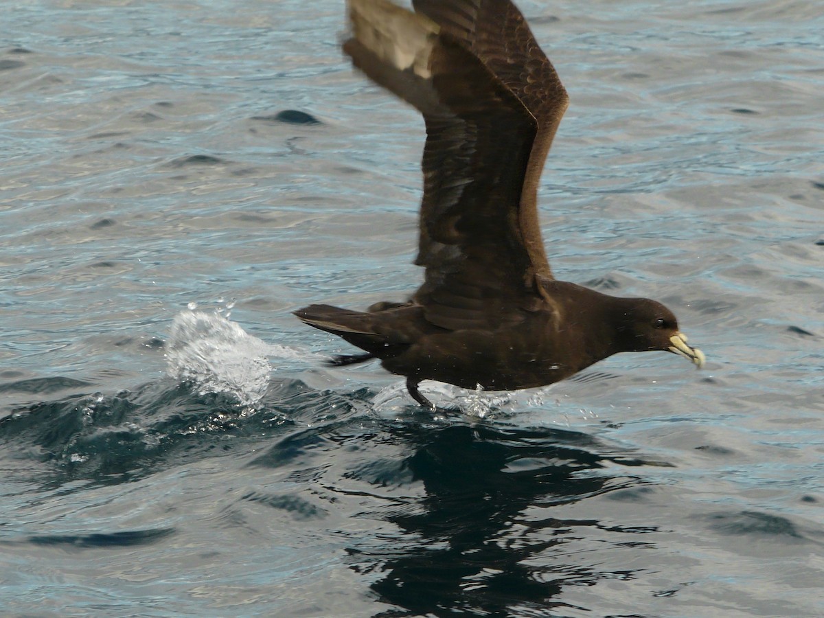 Puffin à menton blanc - ML622655316