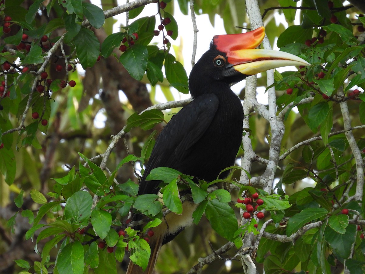 Rhinoceros Hornbill - ML622655345