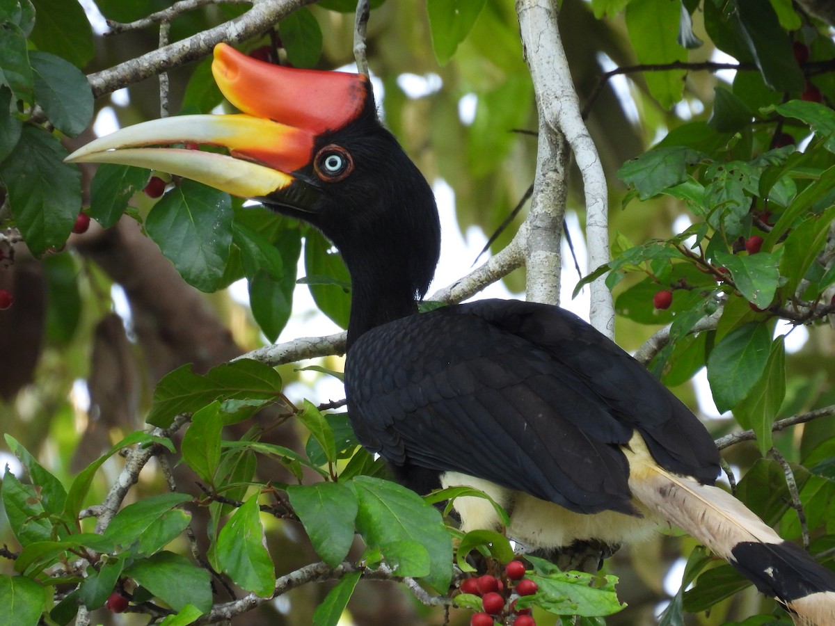 Rhinoceros Hornbill - ML622655346