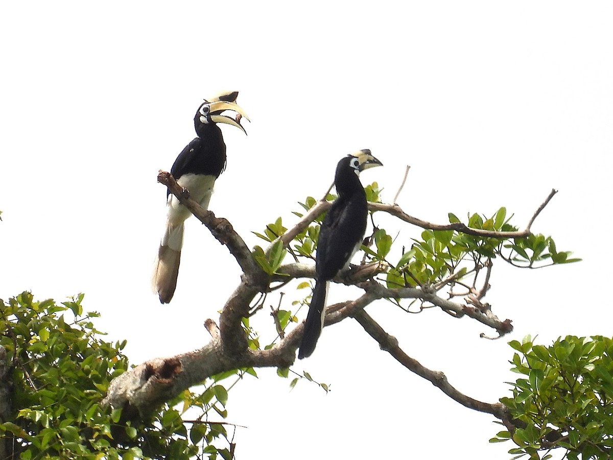 Oriental Pied-Hornbill - ML622655355