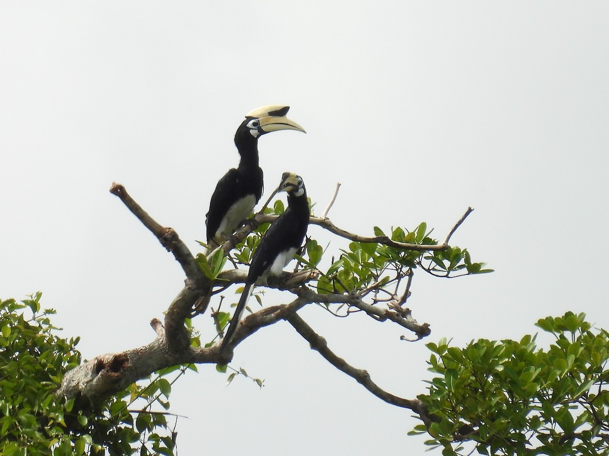 Oriental Pied-Hornbill - ML622655356