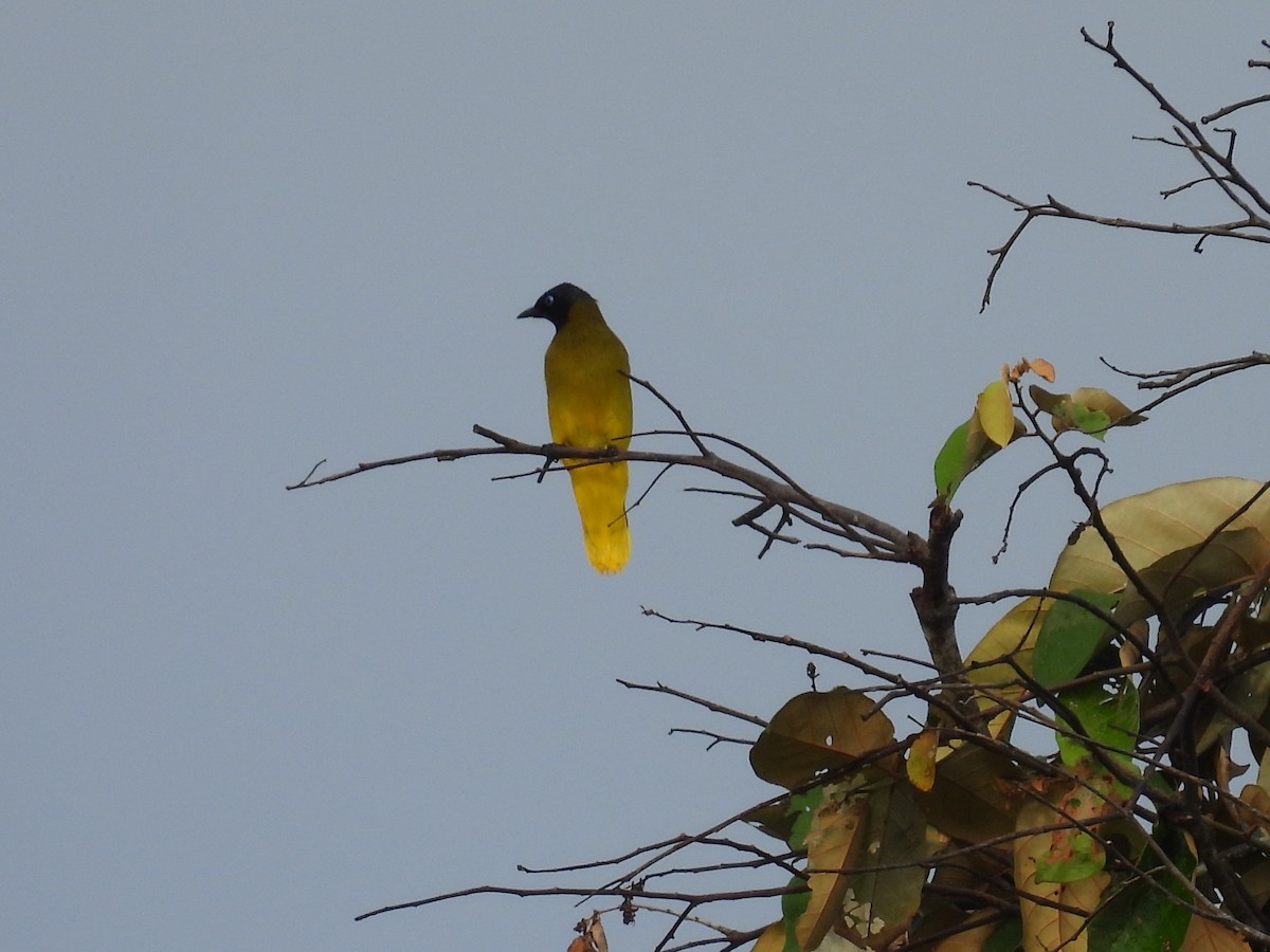 Black-headed Bulbul - ML622655361