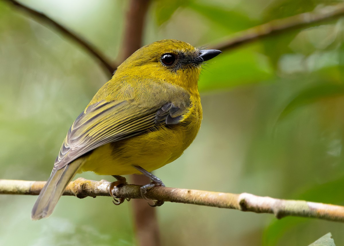 Bornean Whistler - ML622655365