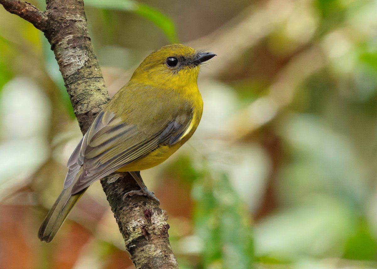 Bornean Whistler - ML622655366