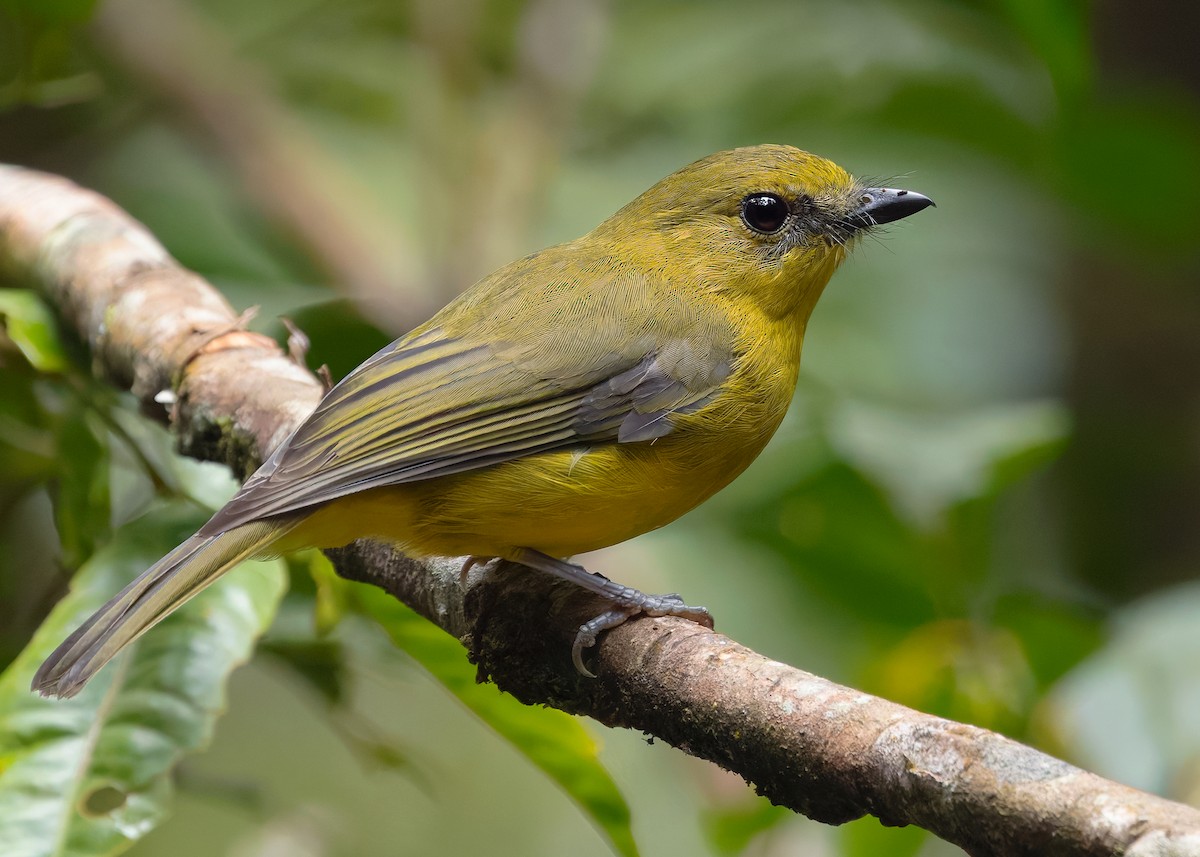 Bornean Whistler - ML622655367