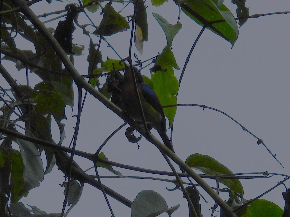 Ruby-cheeked Sunbird - ML622655372