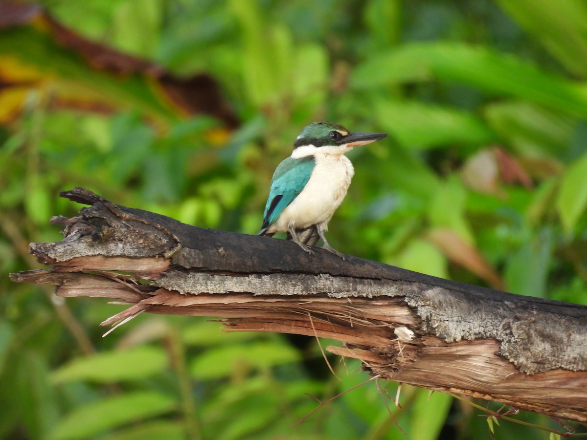 Collared Kingfisher - ML622655402