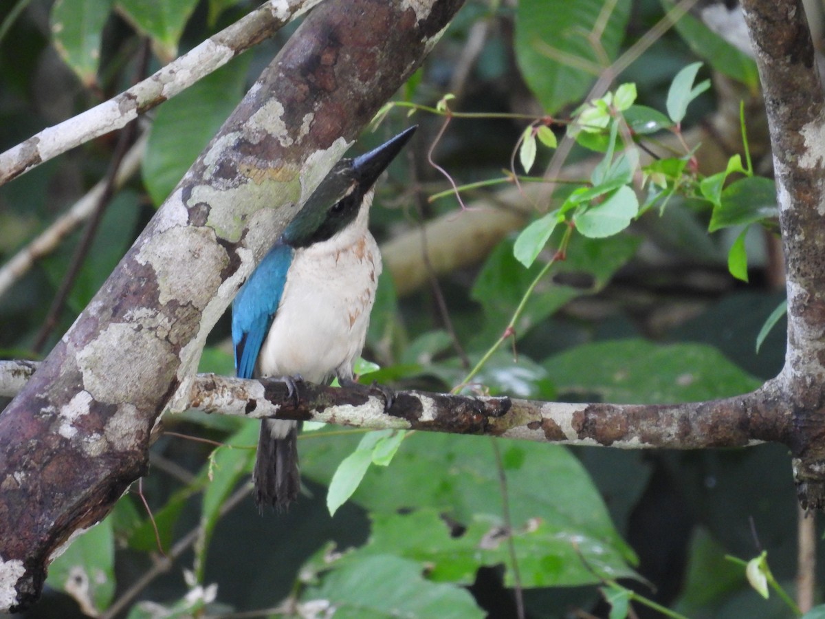 Collared Kingfisher - ML622655403