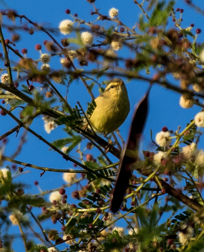 キバラムシクイ（affinis/perflavus） - ML622655405