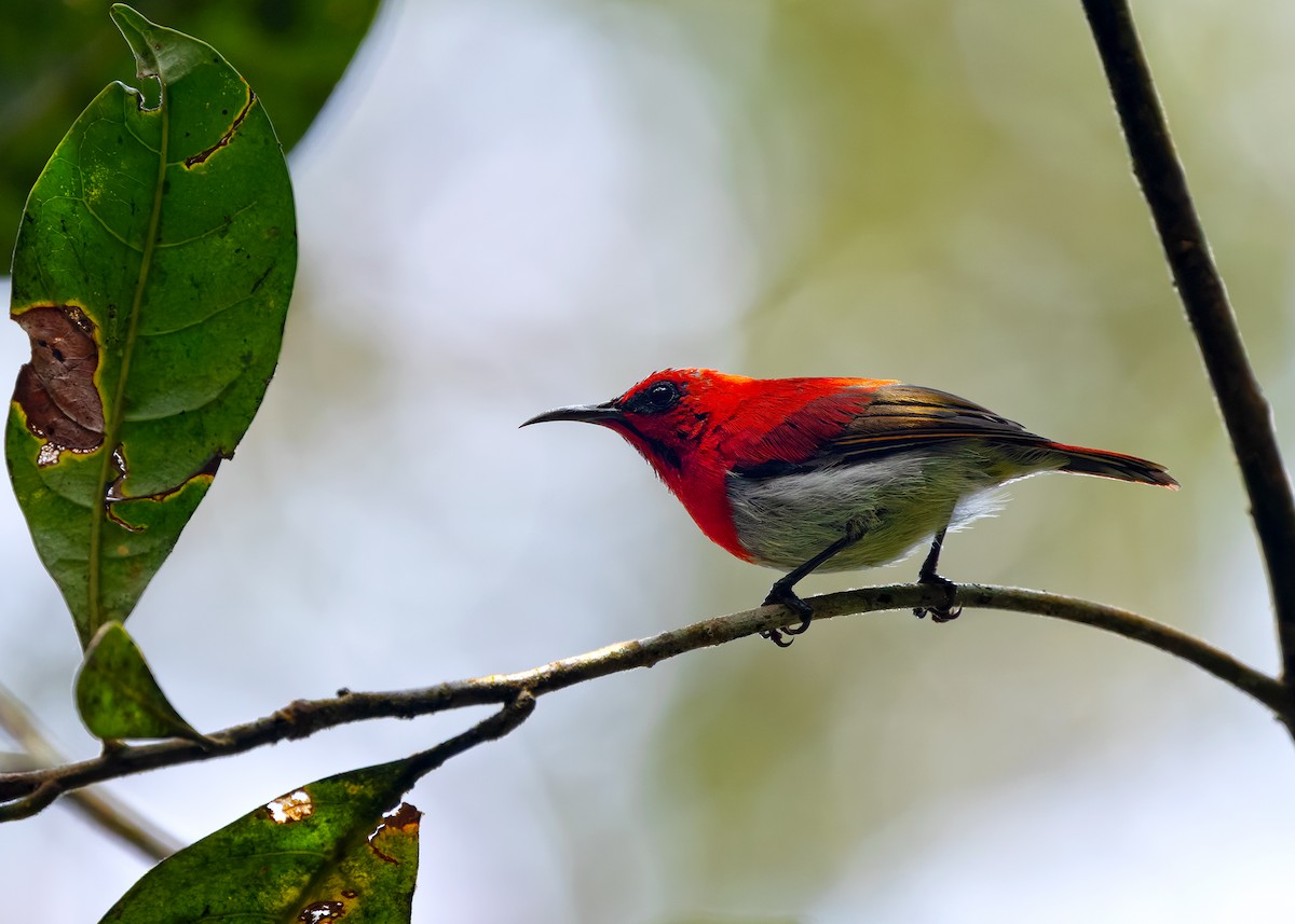 Temminck's Sunbird - ML622655408