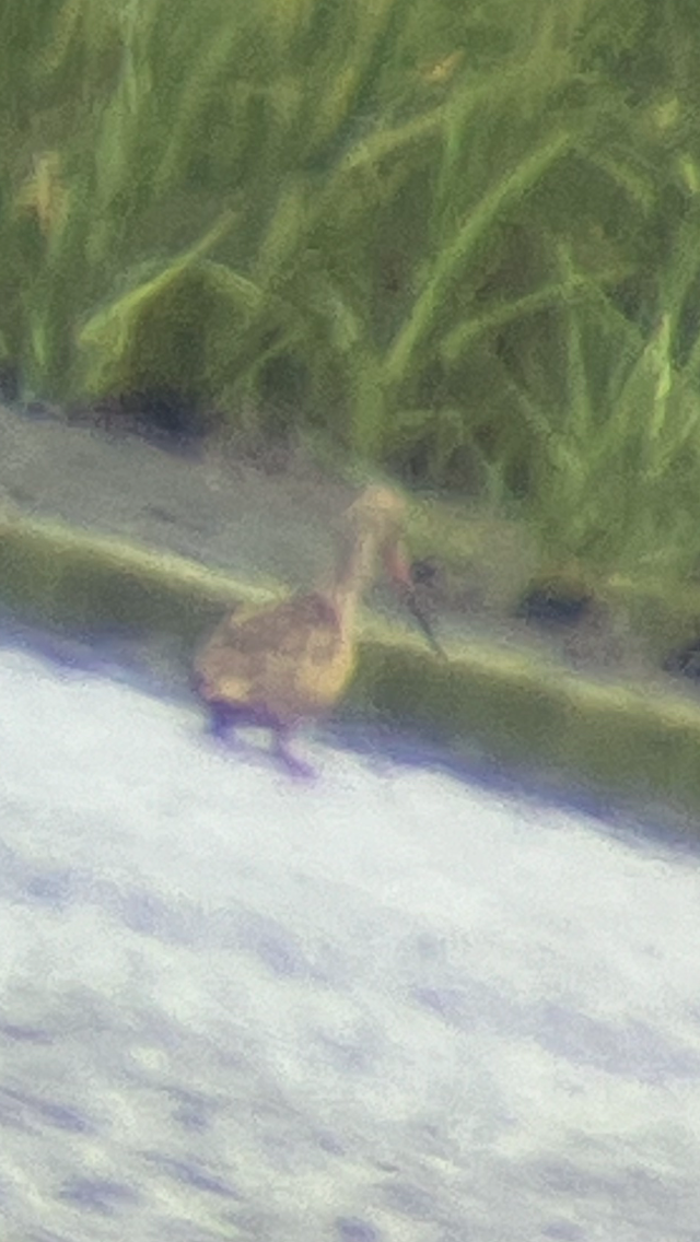Marbled Godwit - ML622655445