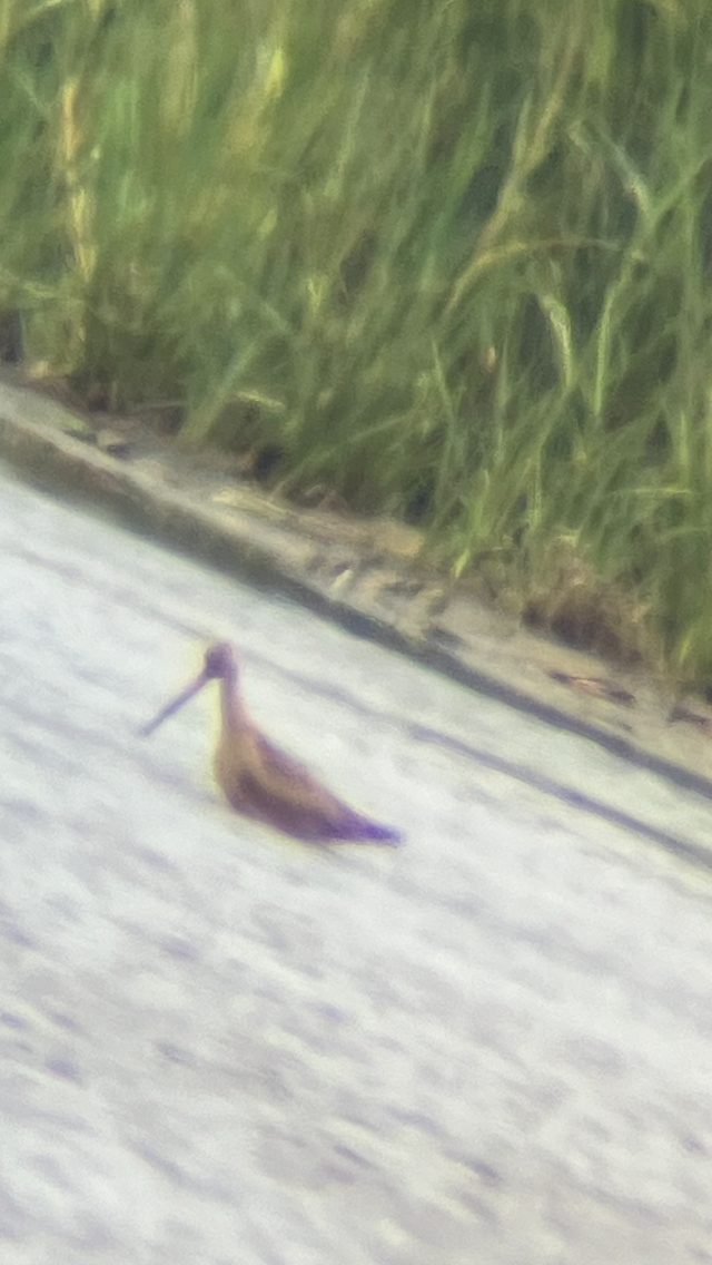 Marbled Godwit - ML622655446