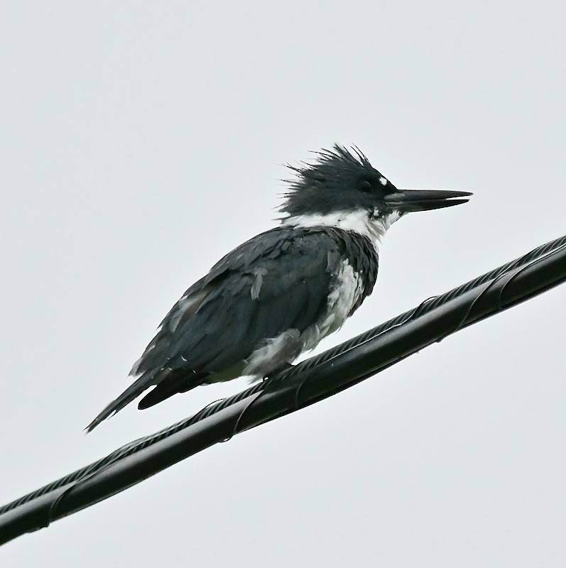 Belted Kingfisher - ML622655478