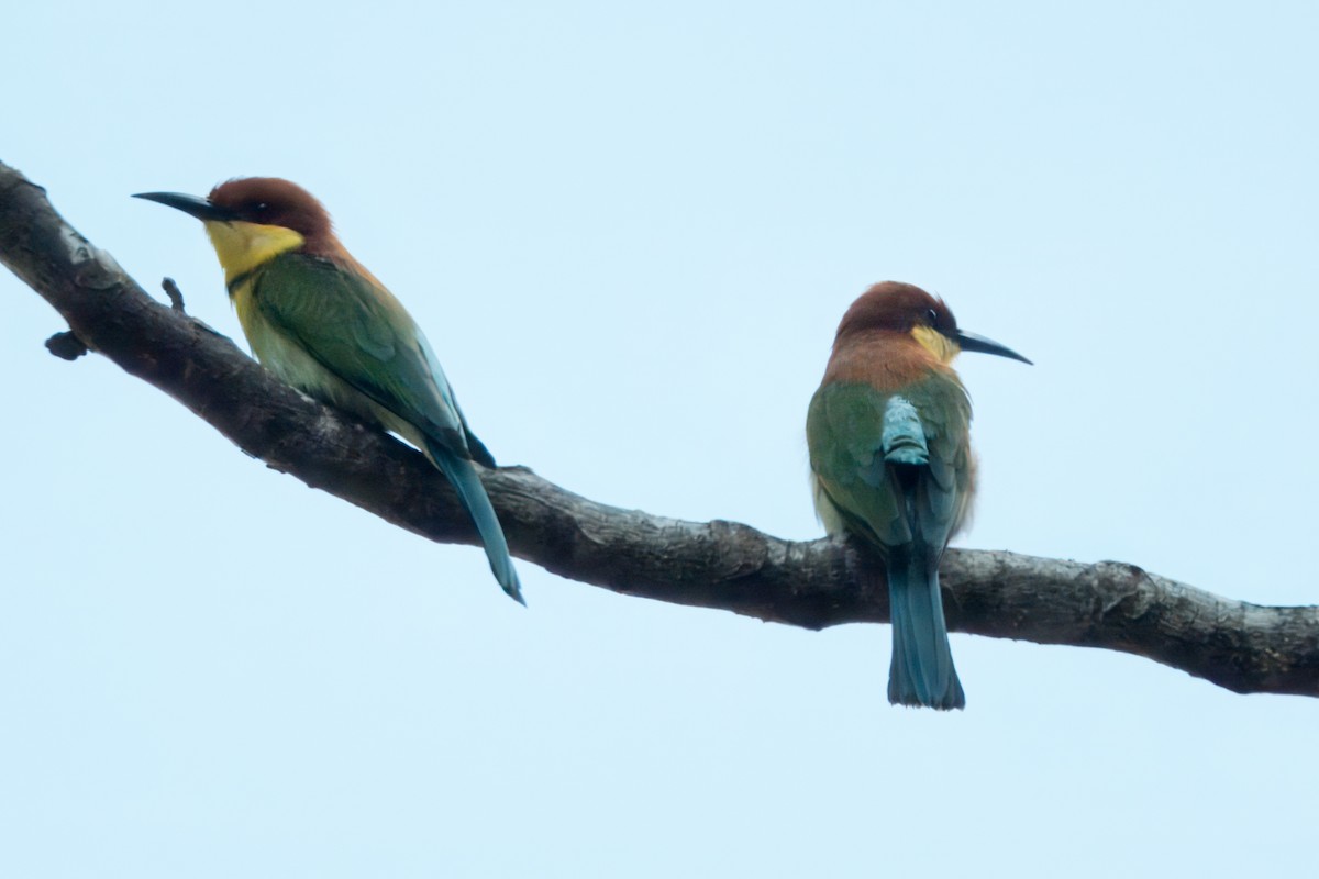 Chestnut-headed Bee-eater - ML622655493