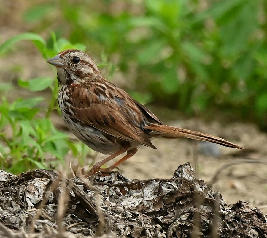 Song Sparrow - ML622655527