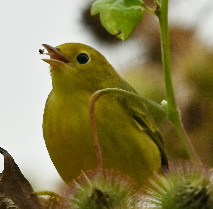 Yellow Warbler - ML622655532