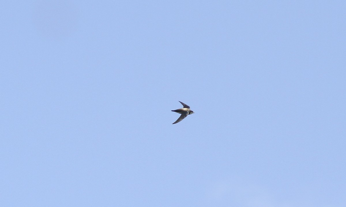 White-throated Needletail - ML622655613