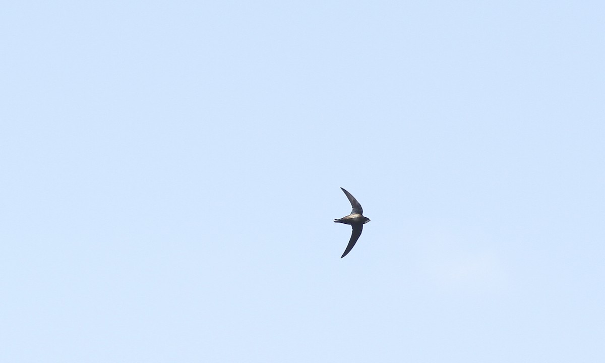 White-throated Needletail - ML622655614