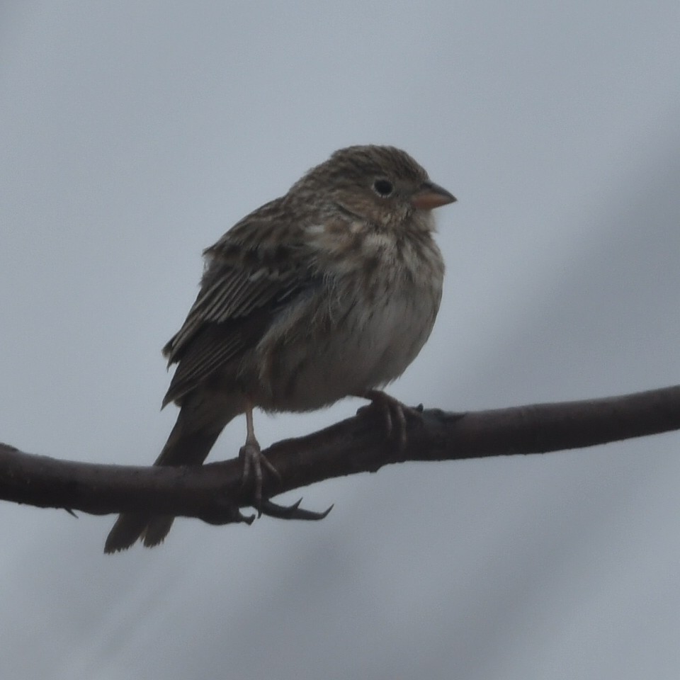 Carbonated Sierra Finch - ML622655657