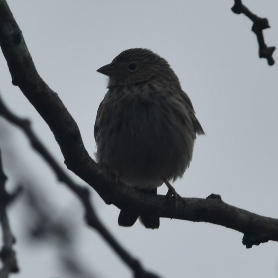 Carbonated Sierra Finch - ML622655674