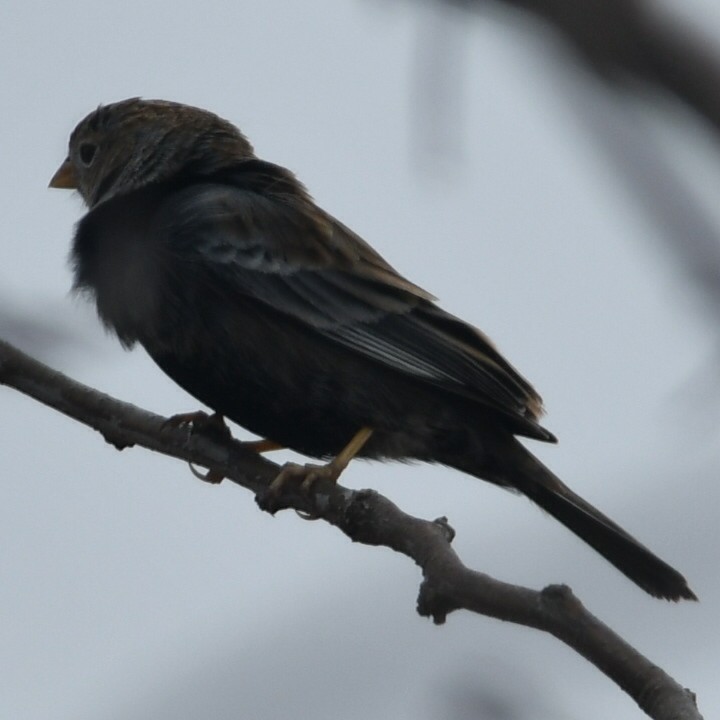 Carbonated Sierra Finch - ML622655696