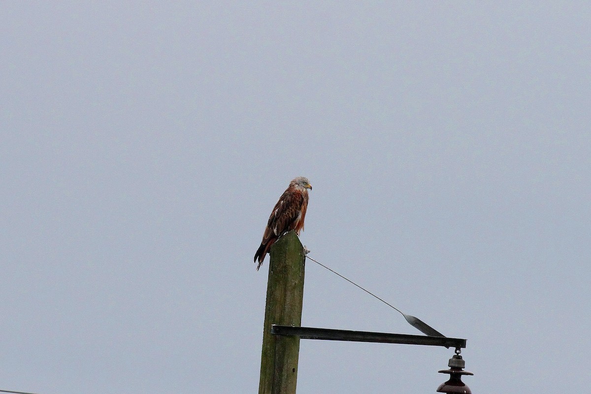 Red Kite - Rainer Seifert