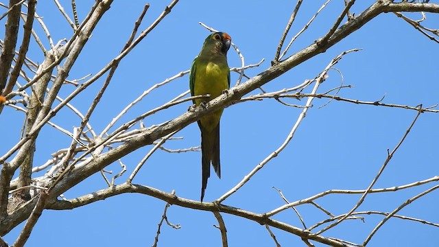 Peach-fronted Parakeet - ML622655808