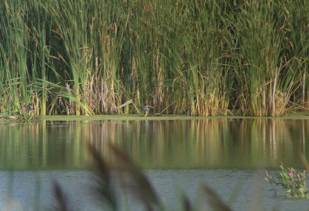 Common Gallinule - ML622655835