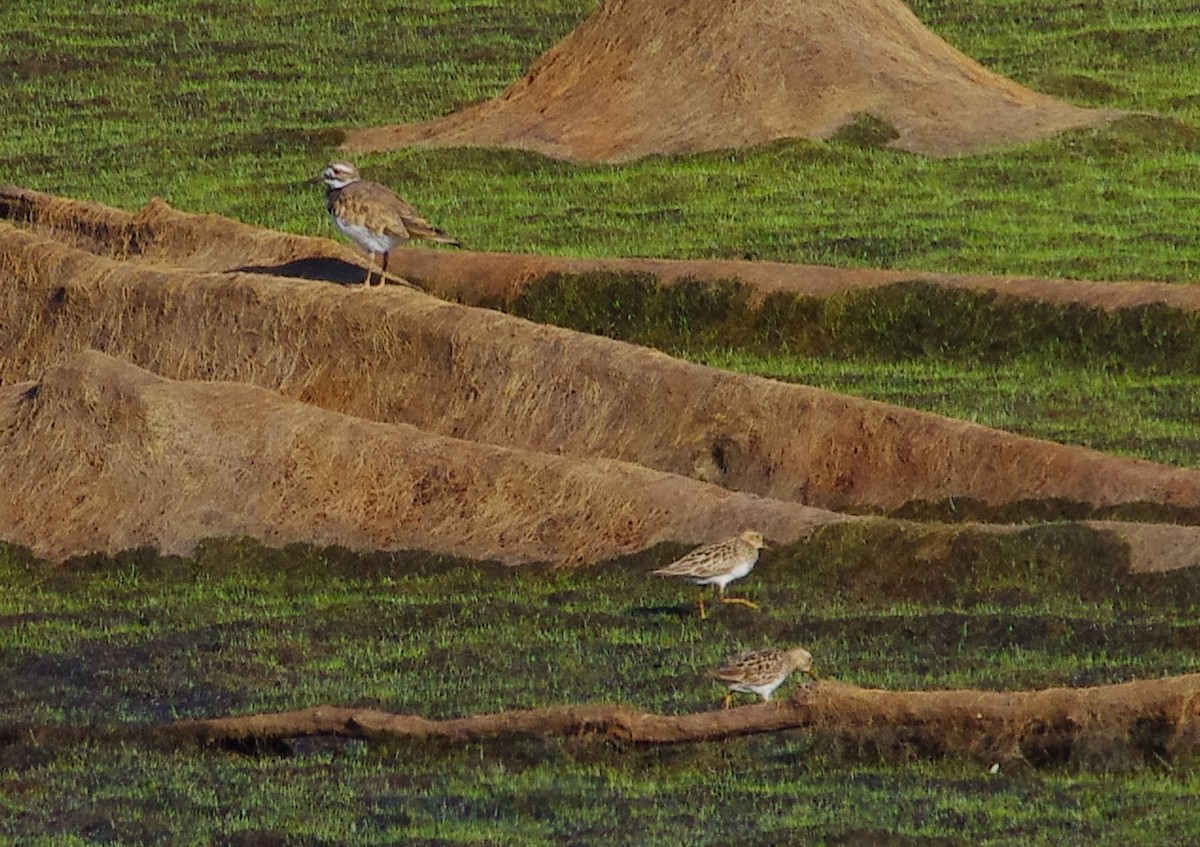 Graubrust-Strandläufer - ML622656083