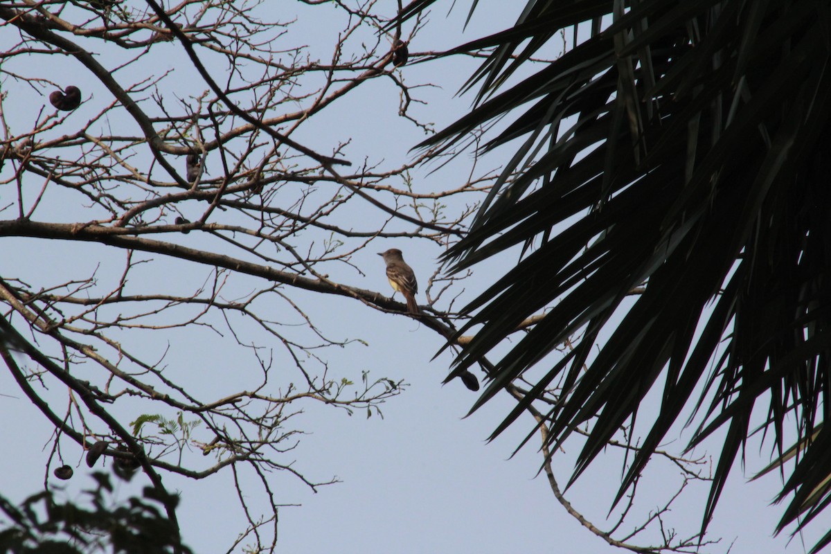 Brown-crested Flycatcher - ML622656085