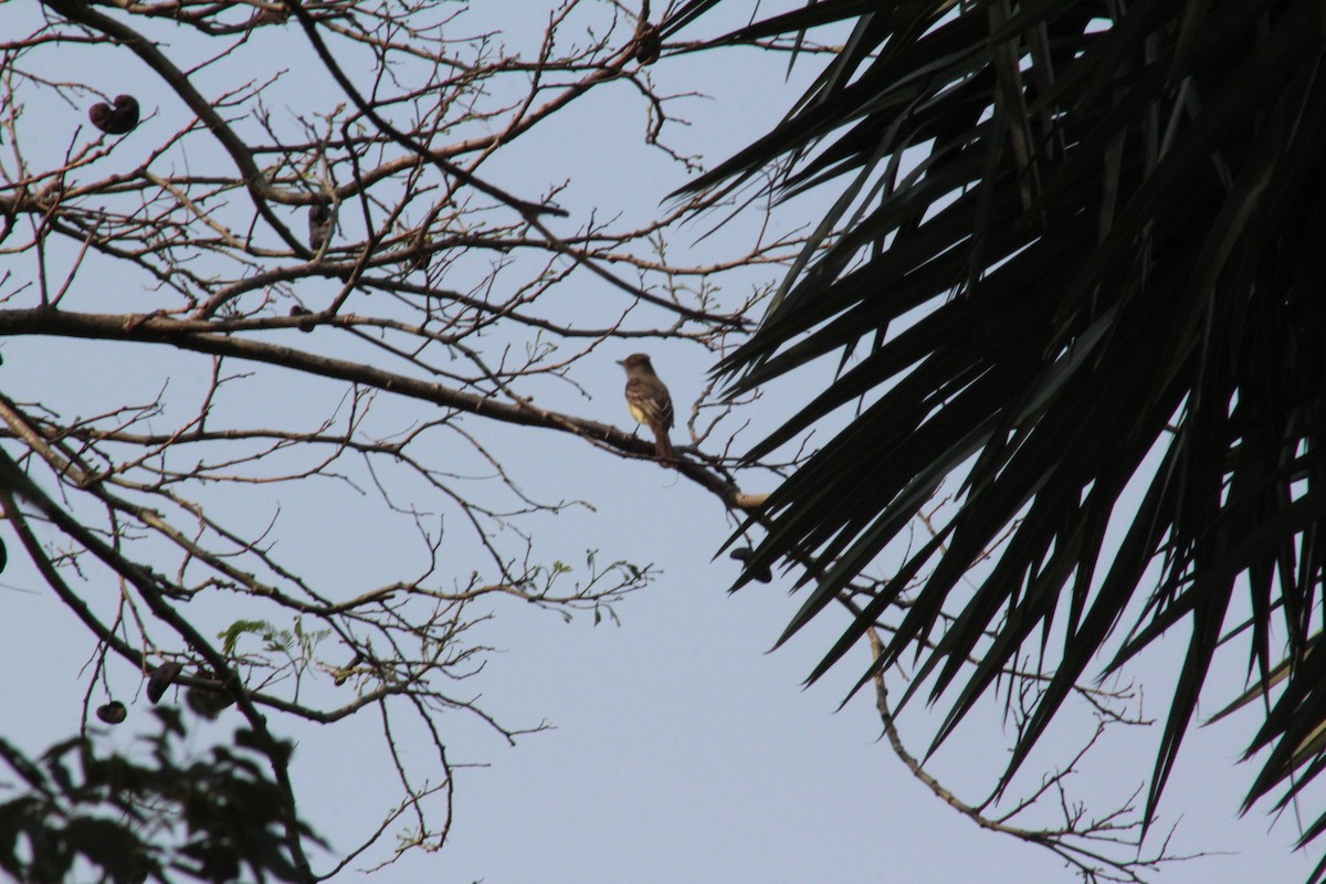 Brown-crested Flycatcher - ML622656086