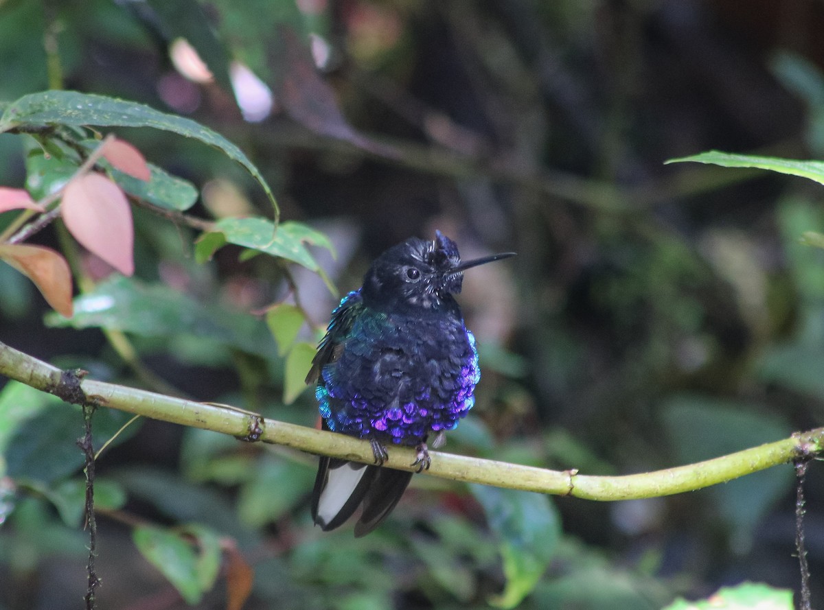 Velvet-purple Coronet - ML622656111