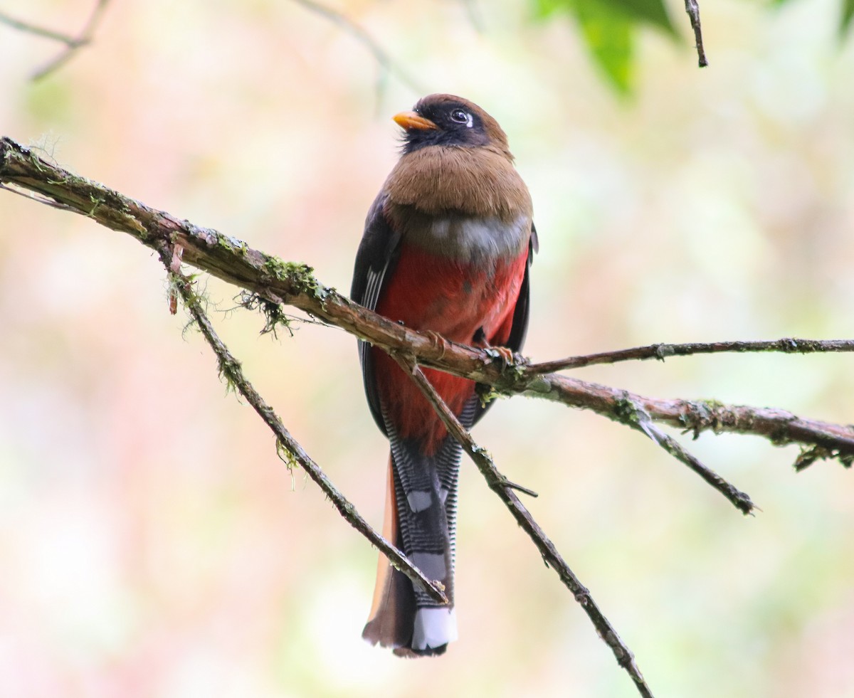 Masked Trogon - ML622656149