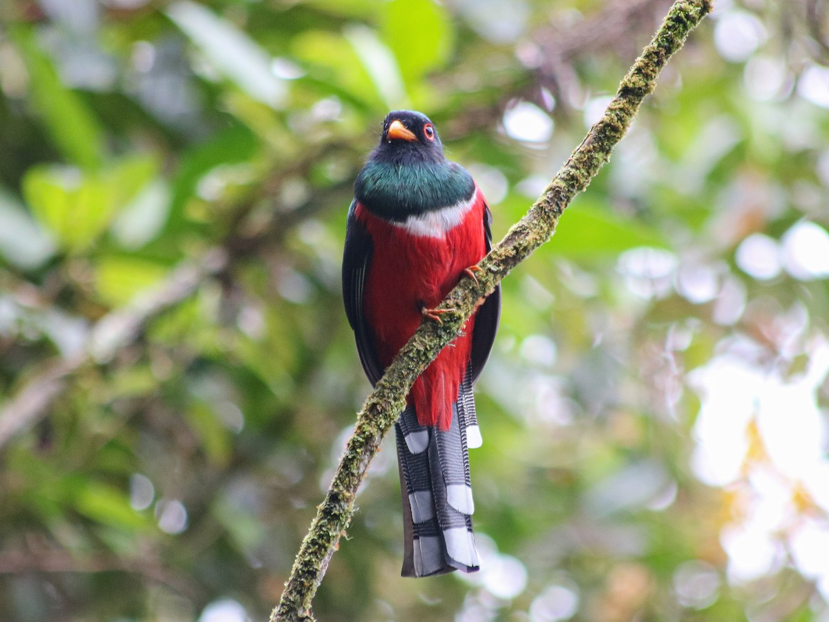 Masked Trogon - ML622656150