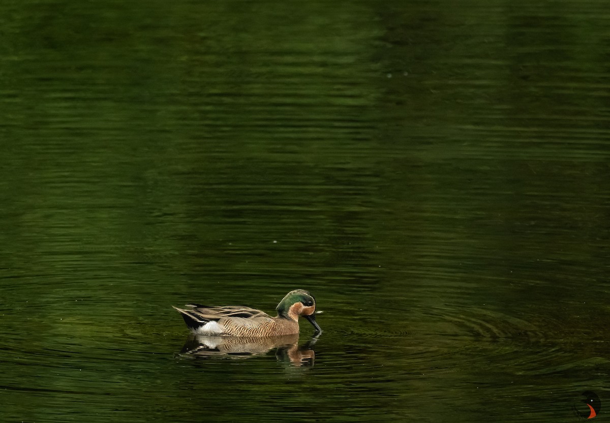 Blue-winged x Green-winged Teal (hybrid) - ML622656177