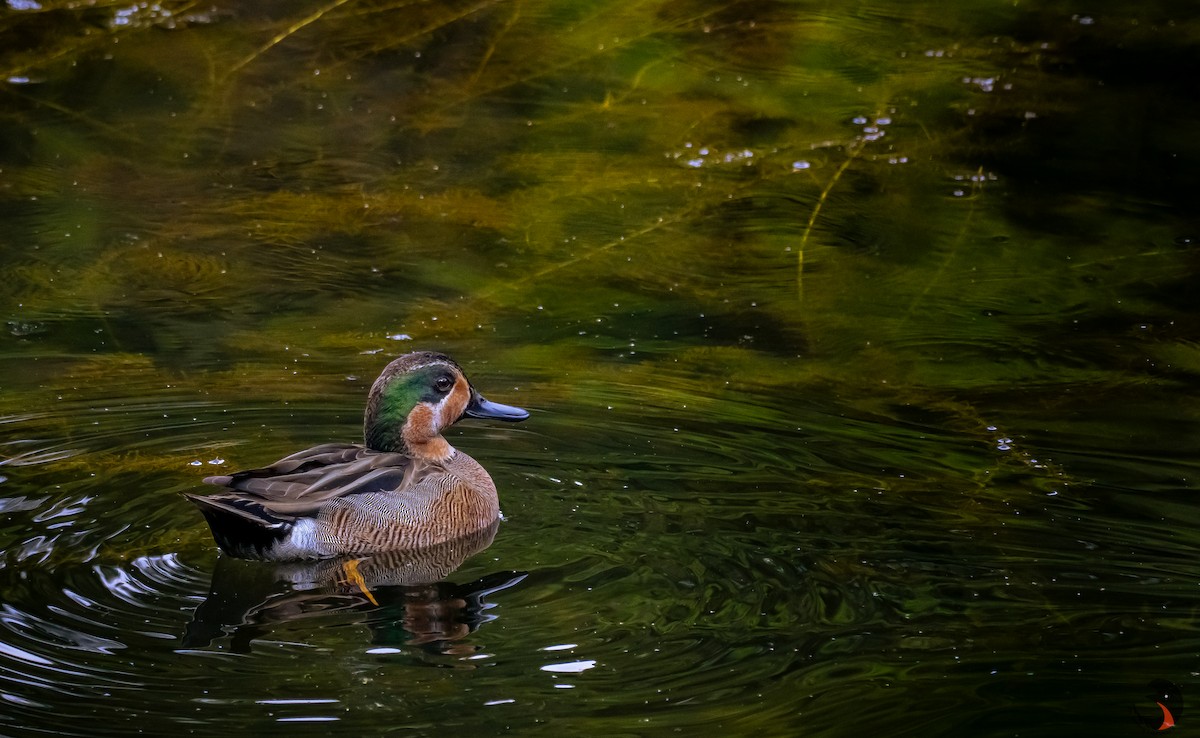 Blue-winged x Green-winged Teal (hybrid) - ML622656178