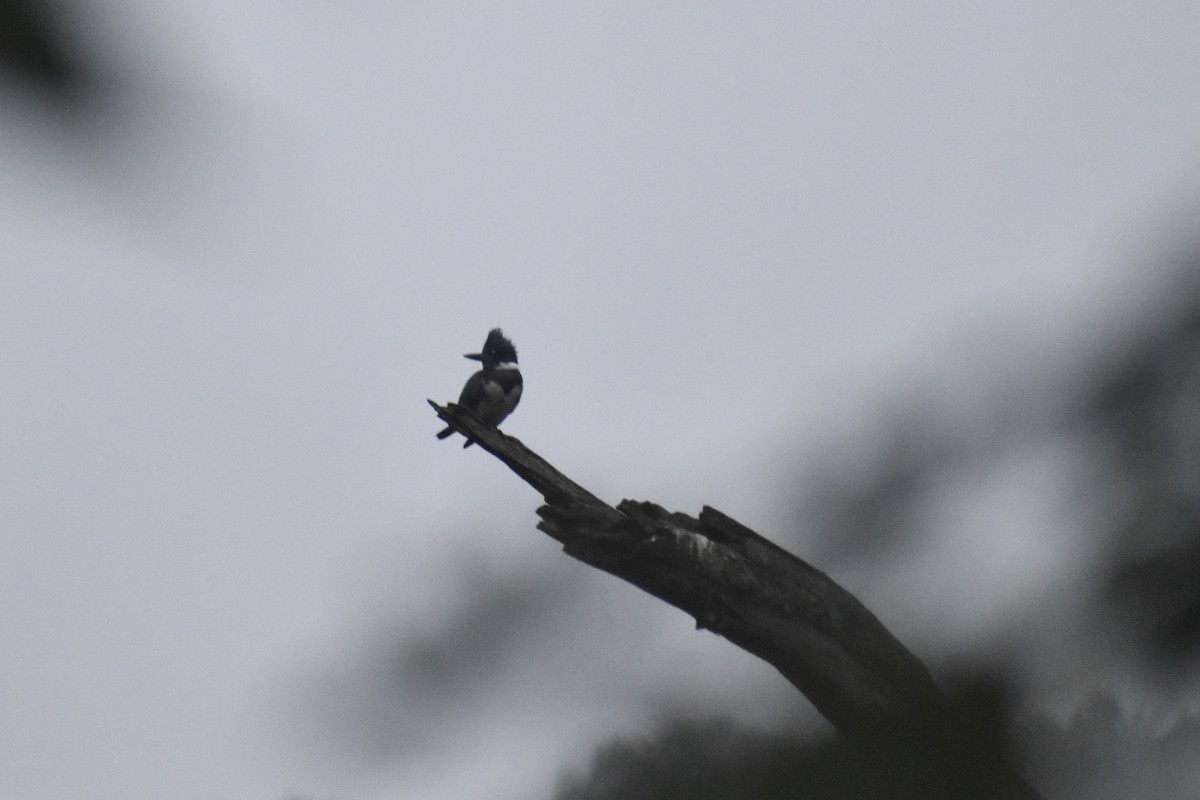 Belted Kingfisher - ML622656185