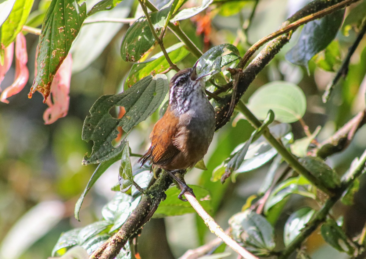 Munchique Wood-Wren - ML622656191