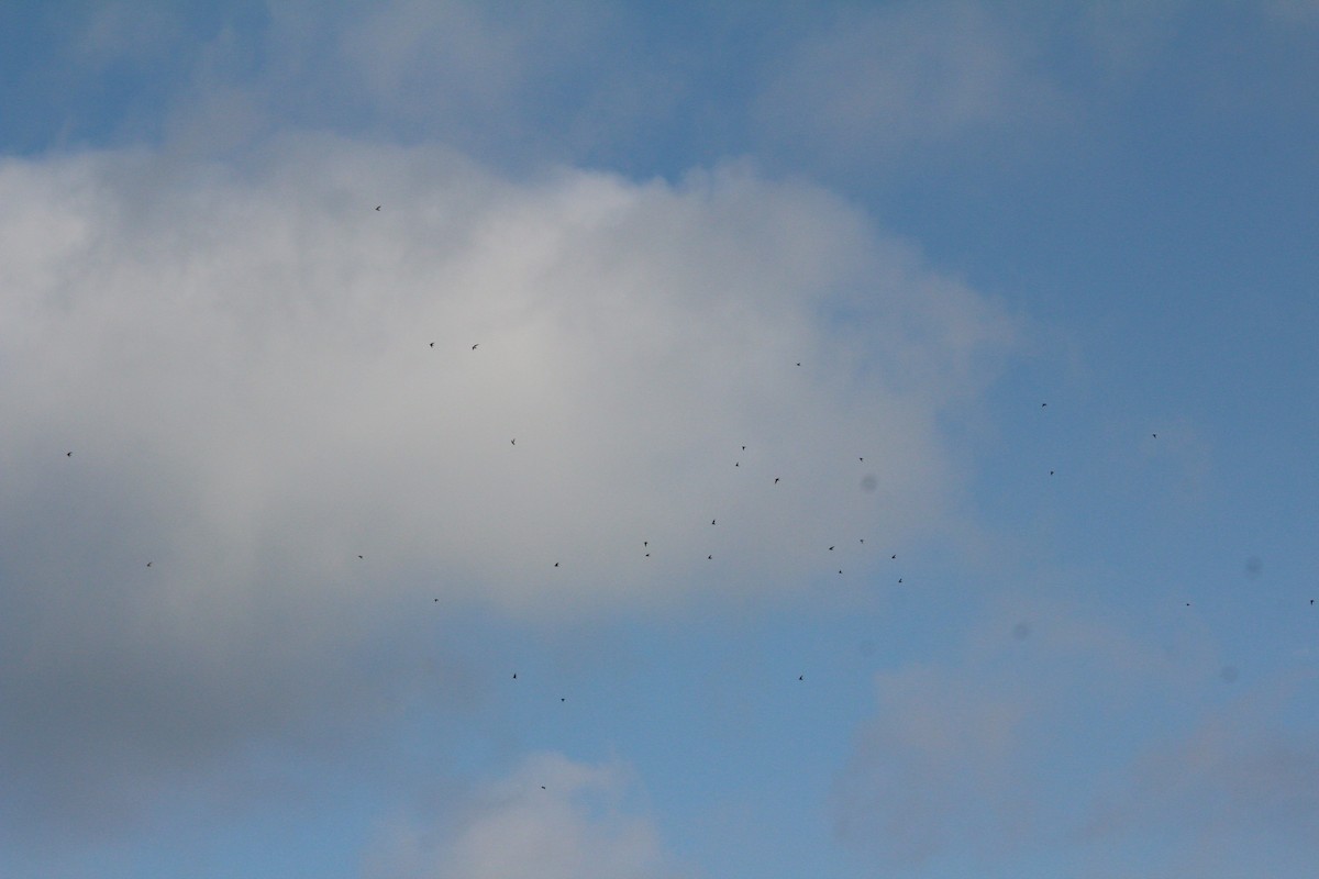 Chimney Swift - ML622656213