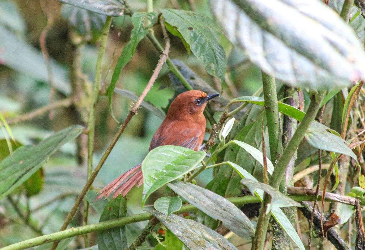 Rufous Spinetail - ML622656230