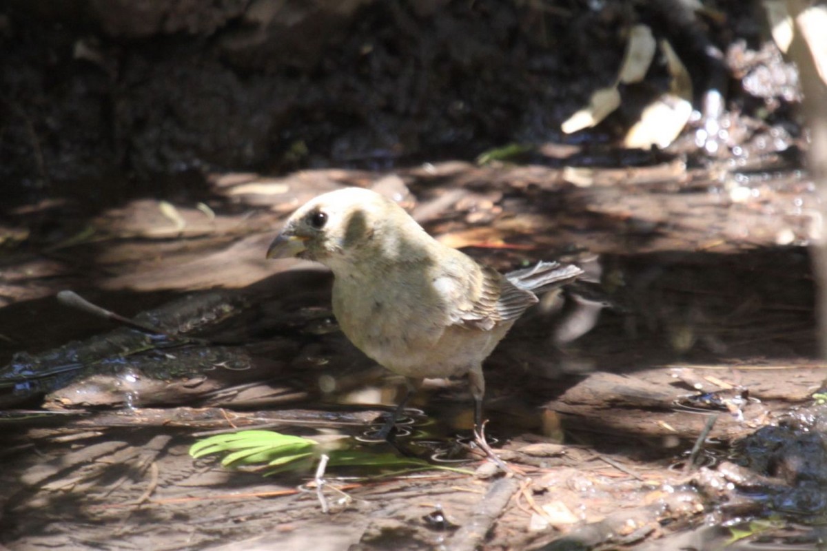 Varied Bunting - ML622656261